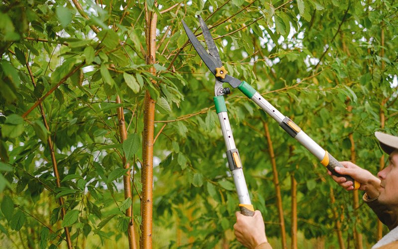 Tree trimming in Webster, ND