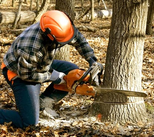 Tree Removal in Webster, ND